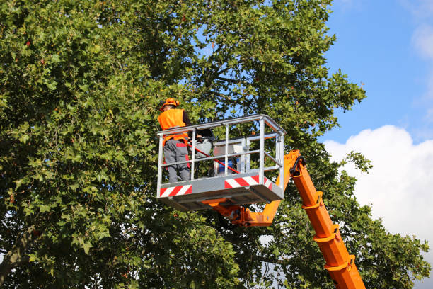 Residential Tree Removal in Moss Beach, CA